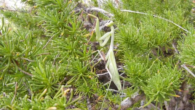 Praying Mantis on Santolina chamaecyparissus смотреть онлайн