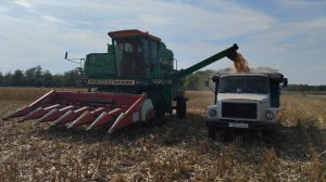 Уборка Неурожая кукурузы 2024!