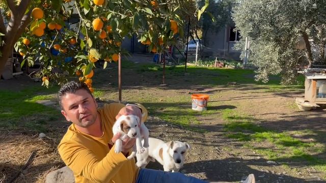 Jack Russel Heranın Yavrularını İlk Kez Bahçeye Çıkardım смотреть онлайн