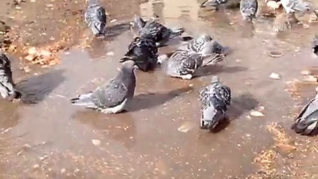 Голуби возле дома смотреть онлайн