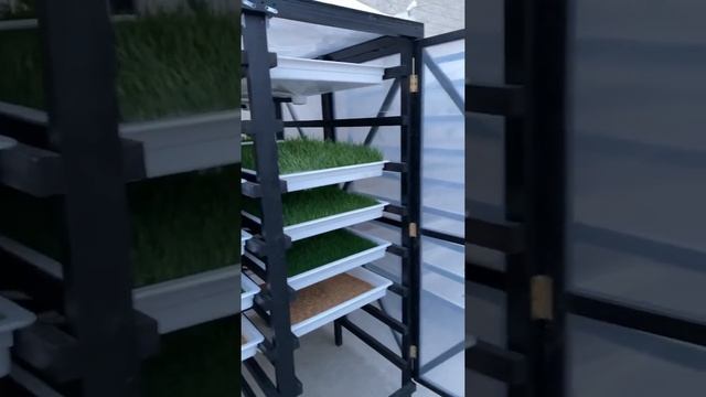 Мини гидропонная установка (МГУ -100) смотреть онлайн