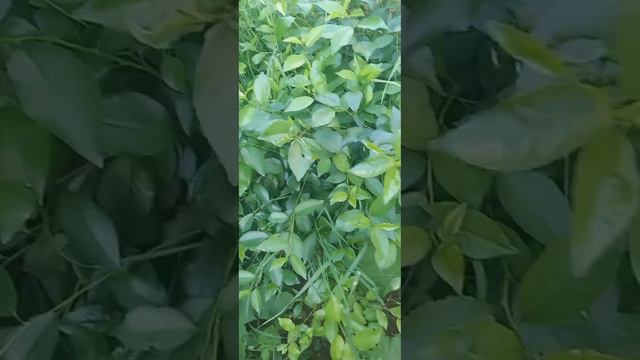 Листья яблони