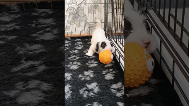 Bambino Di Sole Victirious Panda Po смотреть онлайн