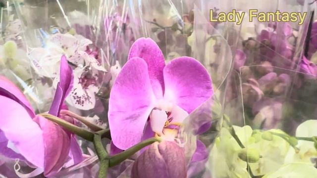 💙💛ОРХОКРАСА💚 Bruges💚 Frontera💚Peaches💚Goya💚Полив ОРХІДЕЙ в Епіцентрі на Григоренка, 40 смотреть онлайн