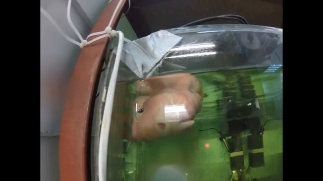 Как Сделать с Радостью