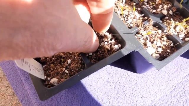 Grow a MANDARIN tree from SEED in a SHOTGLASS! plus germination, planting and advice смотреть онлайн