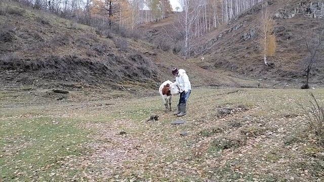 Наша мини-корова Моль смотреть онлайн