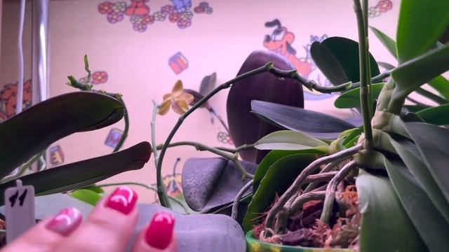 ЦВЕТЕНИЕ ДОМАШНИХ ОРХИДЕЙ В НАЧАЛЕ ОКТЯБРЯ. ВОССТАНОВЛЕНИЕ ОРХИДЕЙ (ПРОШЛО ПОЛГОДА). смотреть онлайн