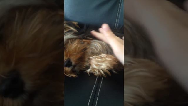 Моя собачка-Рич смотреть онлайн