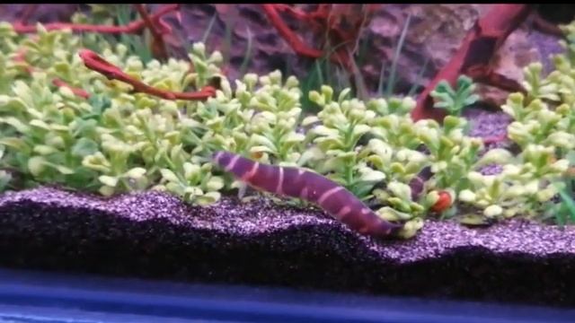 АКВАРИУМНЫЕ РЫБКИ - 5 смотреть онлайн