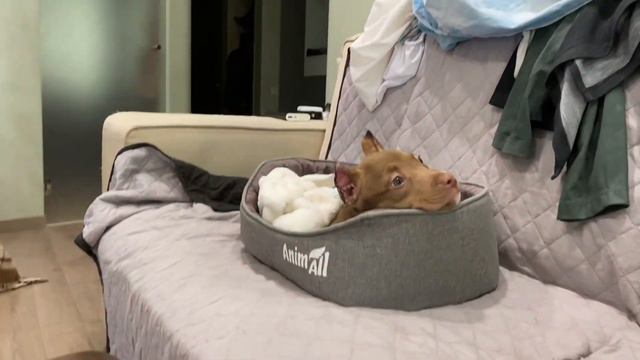 VIPER THE DOG | EAR CUPPING DAY | AMERICAN BULLY ^_^ смотреть онлайн