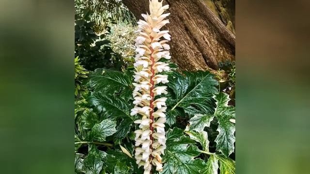 АКАНТ (ACANTHUS) сем. Акантовые (Acanthaceae) смотреть онлайн