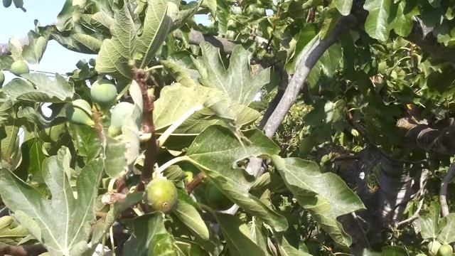 Инжир Смокв дерево смоковница. смотреть онлайн