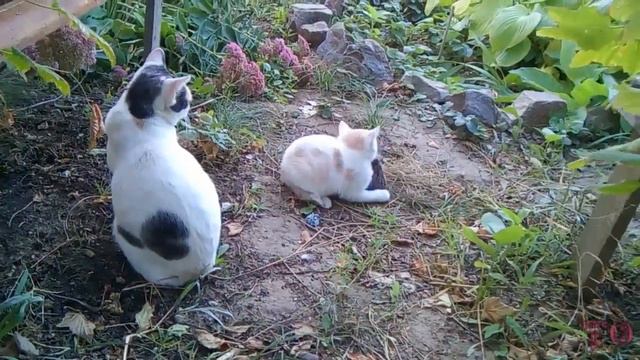 КОШКА УЧИТ СВОЕГО КОТЕНКА ОХОТИТЬСЯ НА ДИЧЬ