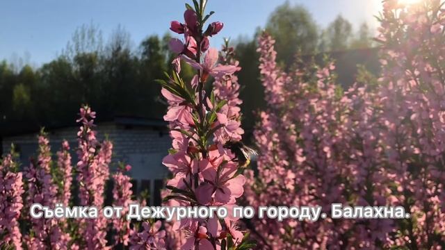 Истомино как же красиво цветёт миндаль и другие цветы в мае. Балахна.11.05.2021 смотреть онлайн
