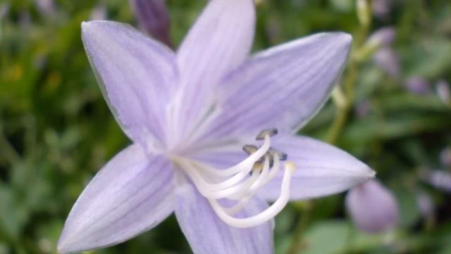 Nikon Coolpix L25 смотреть онлайн