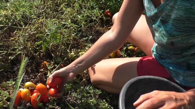 ? Что происходит с помидорами на большой жаре смотреть онлайн