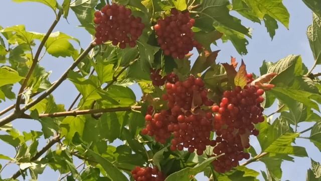 30 сентября праздник День Веры, Надежды и Любови. Народные приметы и традиции. Запреты дня. смотреть онлайн
