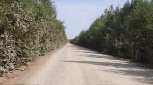 Сбор ягоды брусники, природа Дальнего Востока