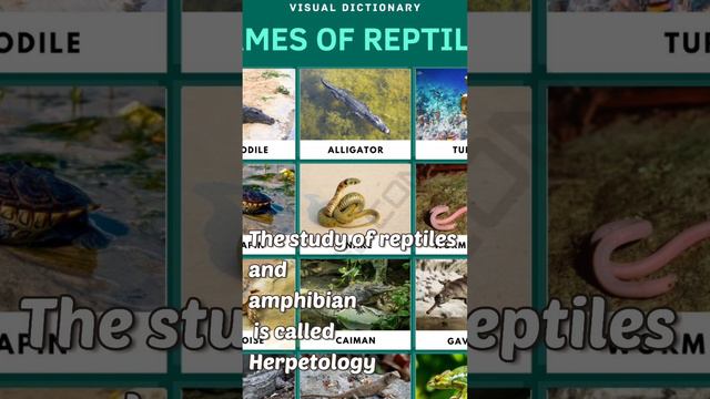 The study of reptiles and amphibian is called #reptiles #shortsviral смотреть онлайн