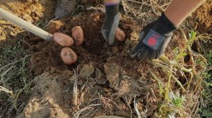 Копаем сорт картофеля Мемфис в Астраханской области