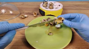 Видео Alex Boyko из телеграмма про инкубатор или про цыплёнком