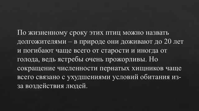 Любопытные факты о ястребах. Ястреб напал человека) смотреть онлайн