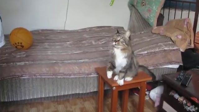 кошка хочет достать брокколи смотреть онлайн