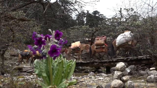 Треккинг в Сиккиме, цветы у ручья / Sikkim trekking смотреть онлайн