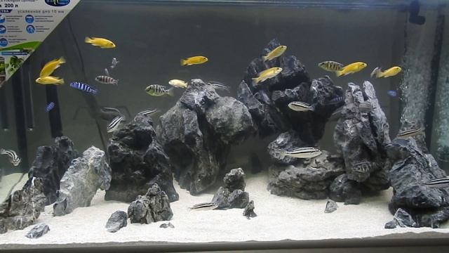Аквариум для малавийских цихлид из камней UDeco Grey Mountain смотреть онлайн