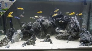 Аквариум для малавийских цихлид из камней UDeco Grey Mountain