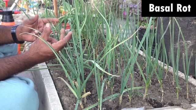 Are you aware of the symptoms of garlic disease? смотреть онлайн