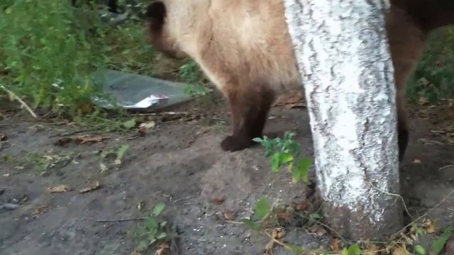 ВИСЛОУХИЙ КОТ ТИМОША GAMES WITH Fold Scots CAT Timothy смотреть онлайн