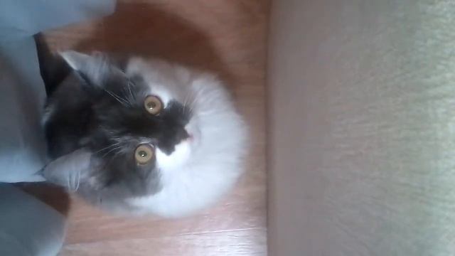 Котофей Иванович. Красавчик, я завтра буду дома !! смотреть онлайн