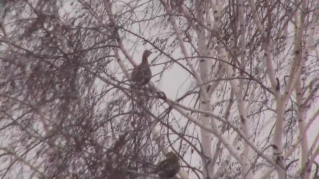 глухари на природе - фото охота на глухаря ! смотреть онлайн