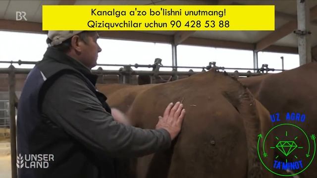 Urug'ga Boqiladigan Buqalar  Urug' Ishlab Chiqarish Jaraoni. Qiziquvchilar Uchun  90 428 53 88.mp4