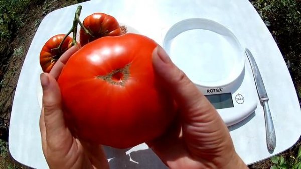 Томат Брутус