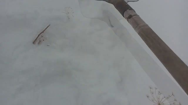 Мыши под снегом. Если мы их не видим - не значит, что их там нет. Как защитить грядки от мышей зимо смотреть онлайн