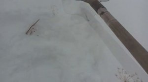 Мыши под снегом. Если мы их не видим - не значит, что их там нет. Как защитить грядки от мышей зимо