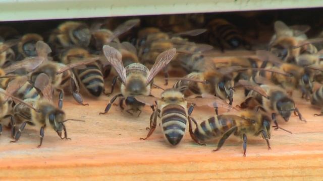 Профессор Кашковский: Холодная зимовка, когда утепление кладется за 2 недели до облета