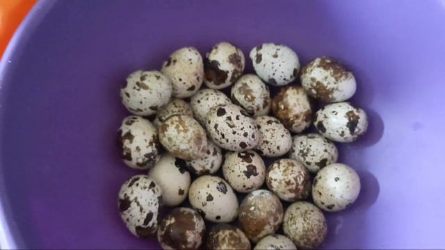 Переезд на юг. Первоцветы радуют/бройлеры итоги.#переезднаюг#бройлеры#деревня#юг#пмж#переезд смотреть онлайн