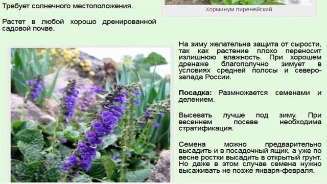 Хорминум пиренейский смотреть онлайн