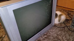 Samsung cs-25m20zqq - сломалось ВСЁ!