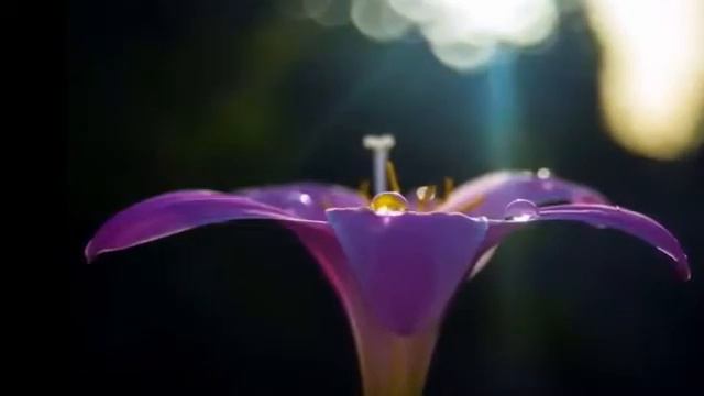 Если б не было тебя саксофон