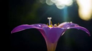 Если б не было тебя саксофон