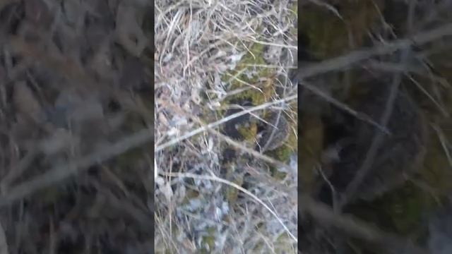 Гигантский ёж мутант смотреть онлайн