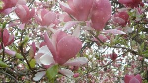 Как выращивать магнолию в домашних условиях