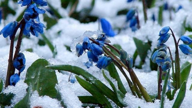 Телец - астрологический прогноз на март 2020 года смотреть онлайн