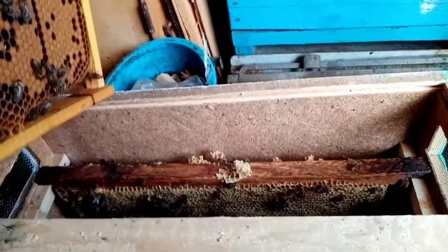 Смена матки в августе через отводок смотреть онлайн