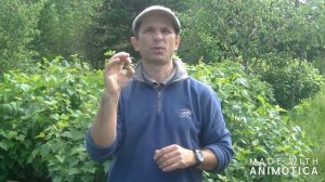 Электрическая казнь слона